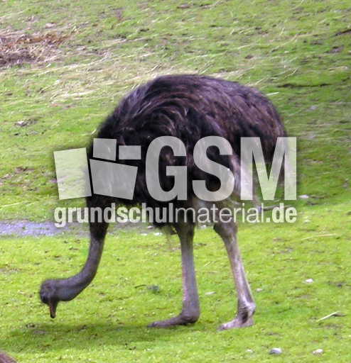 Strauß-3.jpg